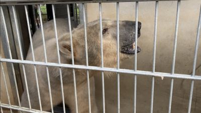 Hamish the polar bear in a cage