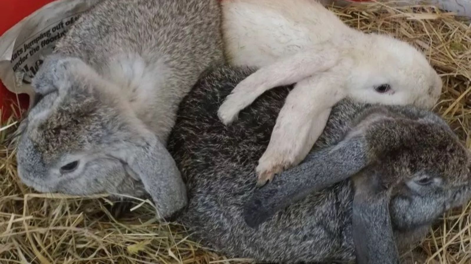 Emaciated rabbits 'lucky to be alive' after being found dumped on Devon ...