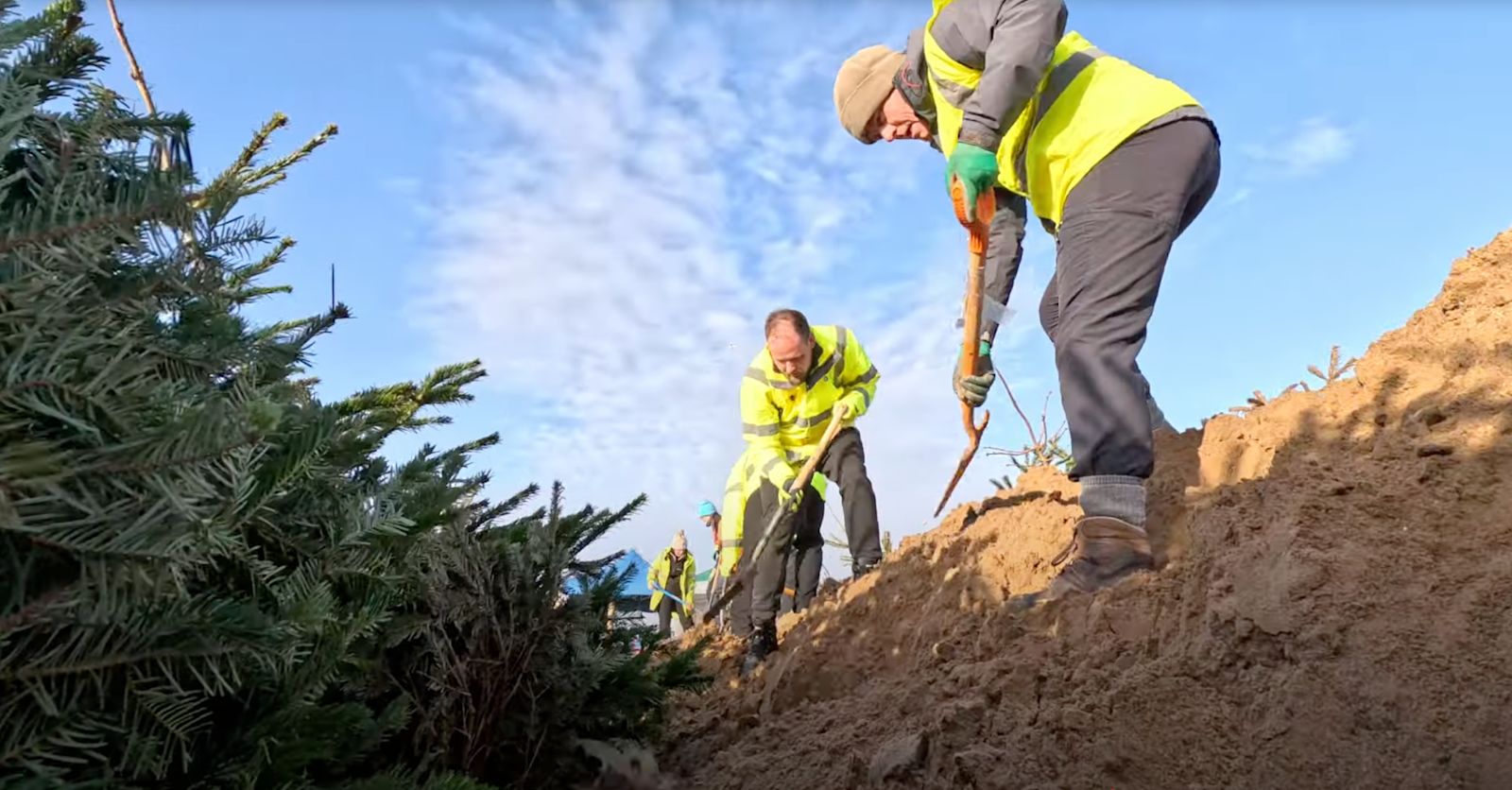 Image for Old Christmas trees are becoming sea defences