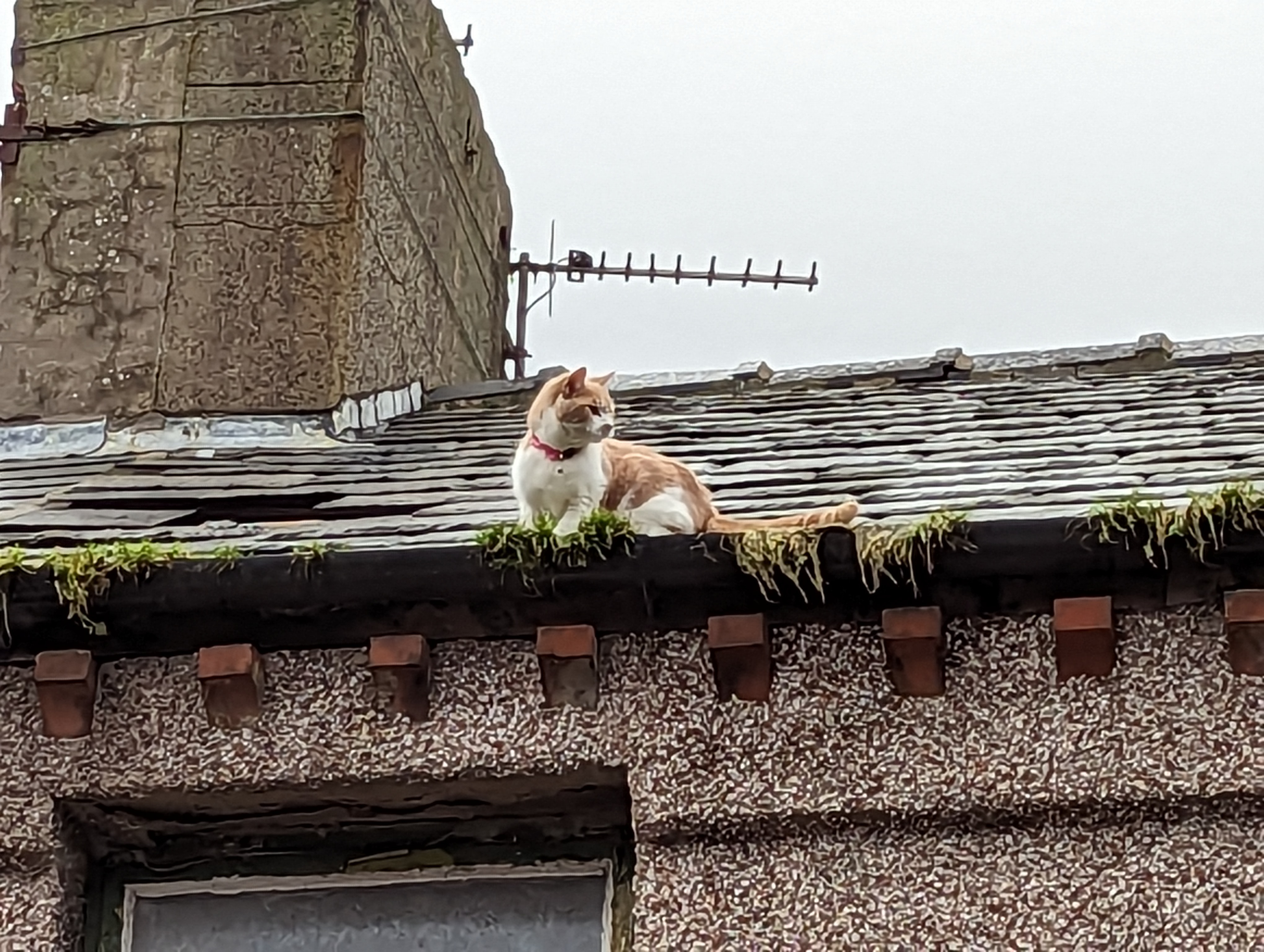 Rspca cat store stuck on roof