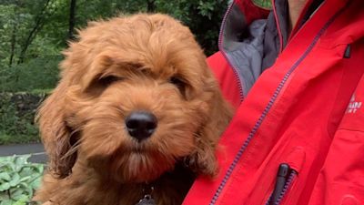 Brody The Cockapoo Puppy Rescued After Falling 25 Metres In Borrowdale Border Itv News