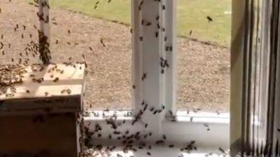 Bees at Northamptonshire Police boardroom.
Twitter/ @NorthantsPolice