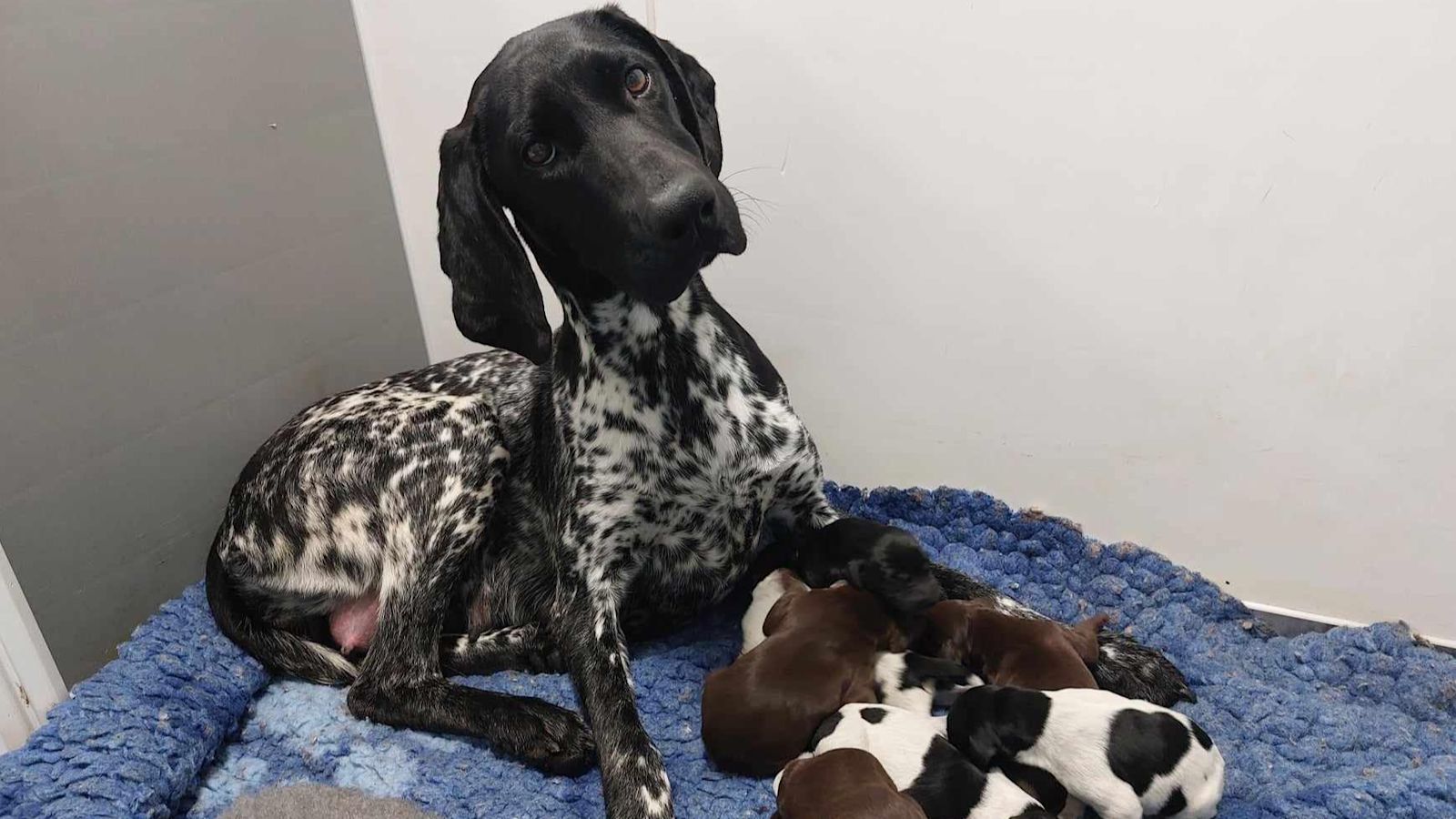 Hope Rescue Cardiff Dog charity Hope Rescue in Pontyclun warns of increase of 'pandemic ...