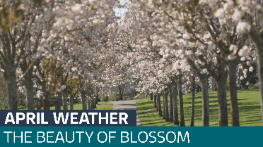 The best of the April weather so far: Daffodils, blossom and bluebells ...