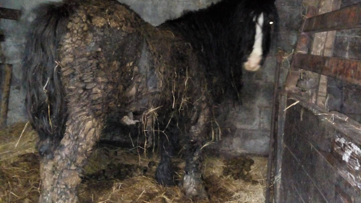 Ponies 'chewed off own tails' in worst neglect case vet had ever seen ITV News Wales
