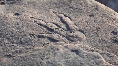 A photograph of the dinosaur footprint found on a beach in south Wales.