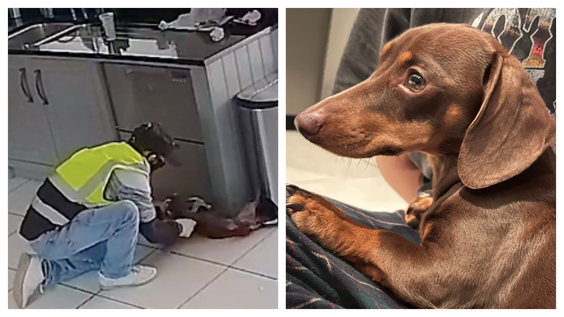 Forced Dog Sex Cartoon - Joy as dog stolen by masked thief armed with hammer is found safe after  'Facebook tip-off' | ITV News Anglia