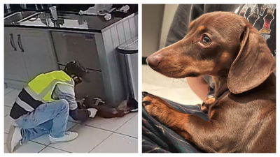 400px x 225px - Joy as dog stolen by masked thief armed with hammer is found safe after ' Facebook tip-off' | ITV News Anglia