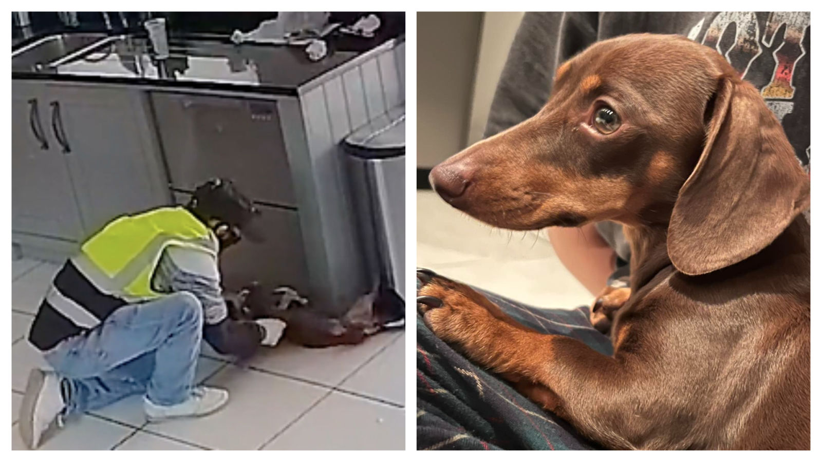 1600px x 900px - Joy as dog stolen by masked thief armed with hammer is found safe after  'Facebook tip-off' | ITV News Anglia