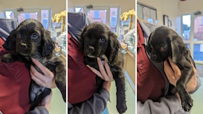 Itv top ten 2024 dogs