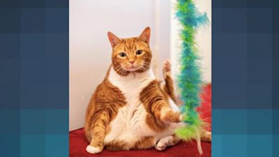 Fat cat cat sales flap