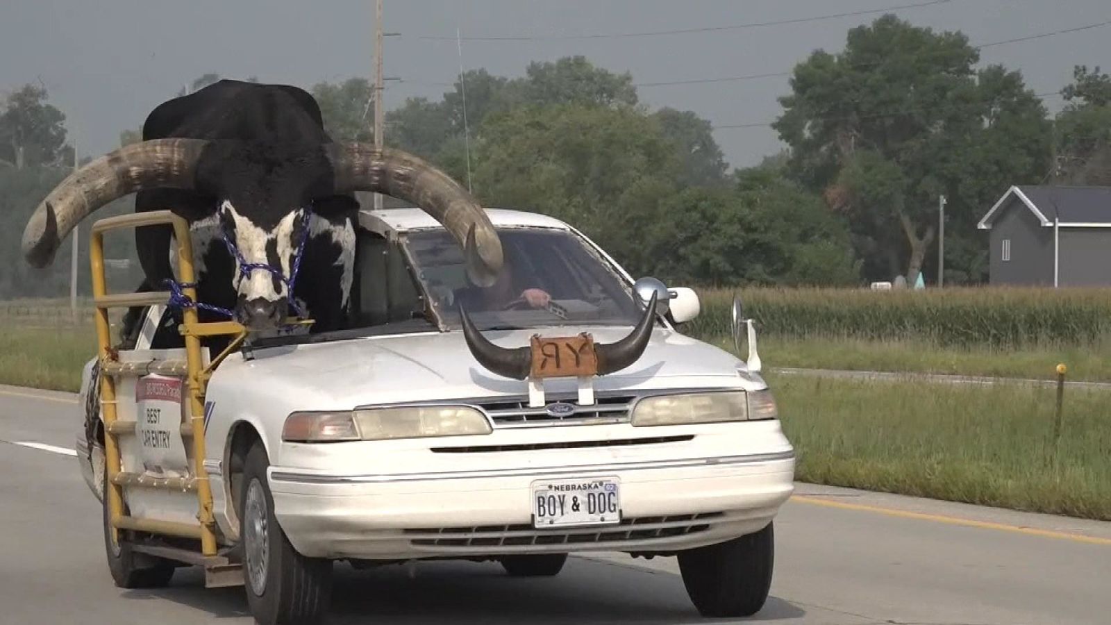 Nebraska man pulled over for driving with massive bull named 'Howdy Doody' in  front seat