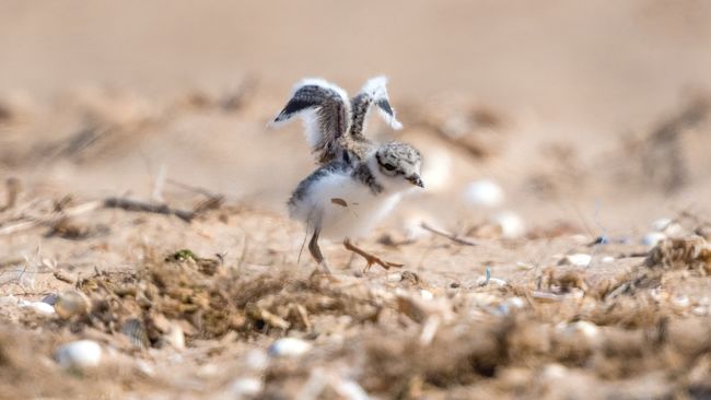 CREDIT PHIL GWILLIAM
RSPB
Ringed Plover Norfolk