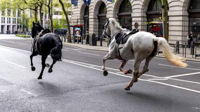 Two military horses in serious condition after bolting through central ...