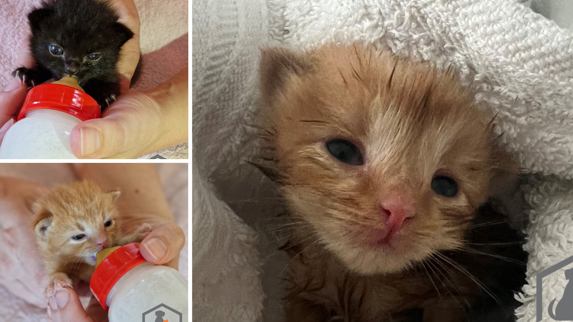 Tiny kittens 'left for dead' and covered in fly eggs after being dumped in  field