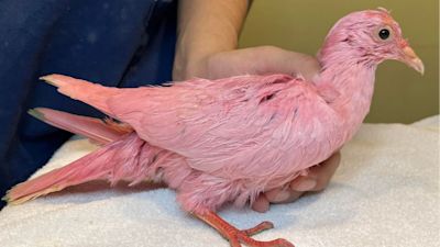 Flamingo the Pigeon Bird suspected to have been dyed pink for