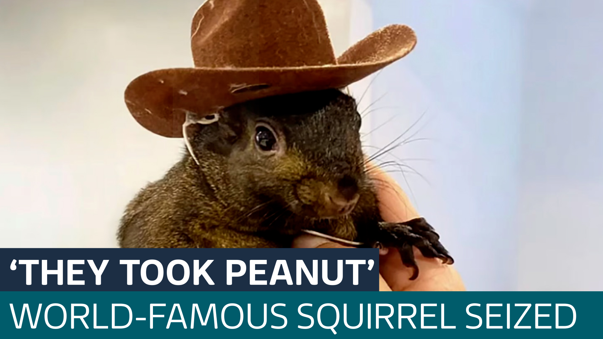 Rescuer appeals for return of 'world's most famous squirrel' after ...