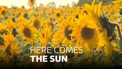 Sunflower Field In Somerset Raises Thousands For Kidney Research West Country Itv News