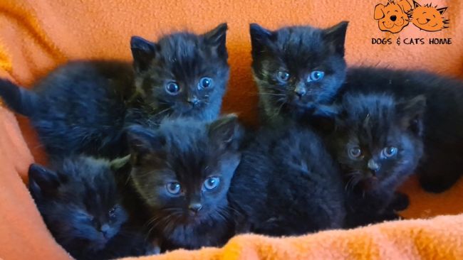 The adorable kittens found on bonfire night in Plymouth