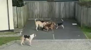 Cat Mauled To Death By Hunting Hounds ITV News