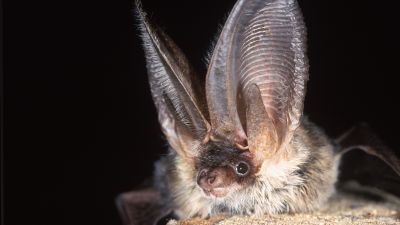 The image must be appropriately credited wherever used, in the format: © Hugh Clark/www.bats.org.uk
Do not share the image with anyone else without prior permission of the Bat Conservation Trust
The image is issued to you for use as discussed during the request process (Grey long-eared bat discovery through Bats in Churches project – November 2022) and cannot be reproduced elsewhere without the prior permission from the Bat Conservation Trust.
Do not store the image after they have been used for the discussed purpose.