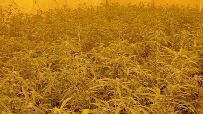 cannabis farm Liversedge