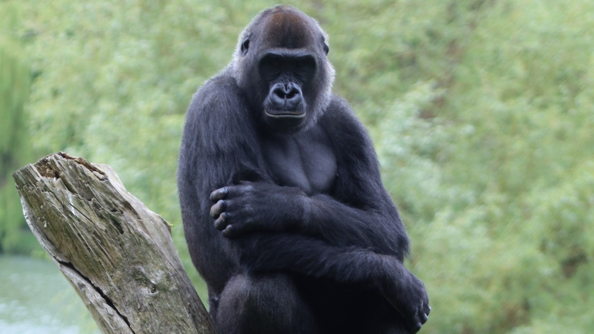 Longleat gorilla, Evindi, dies after terminal cancer diagnosis | ITV ...