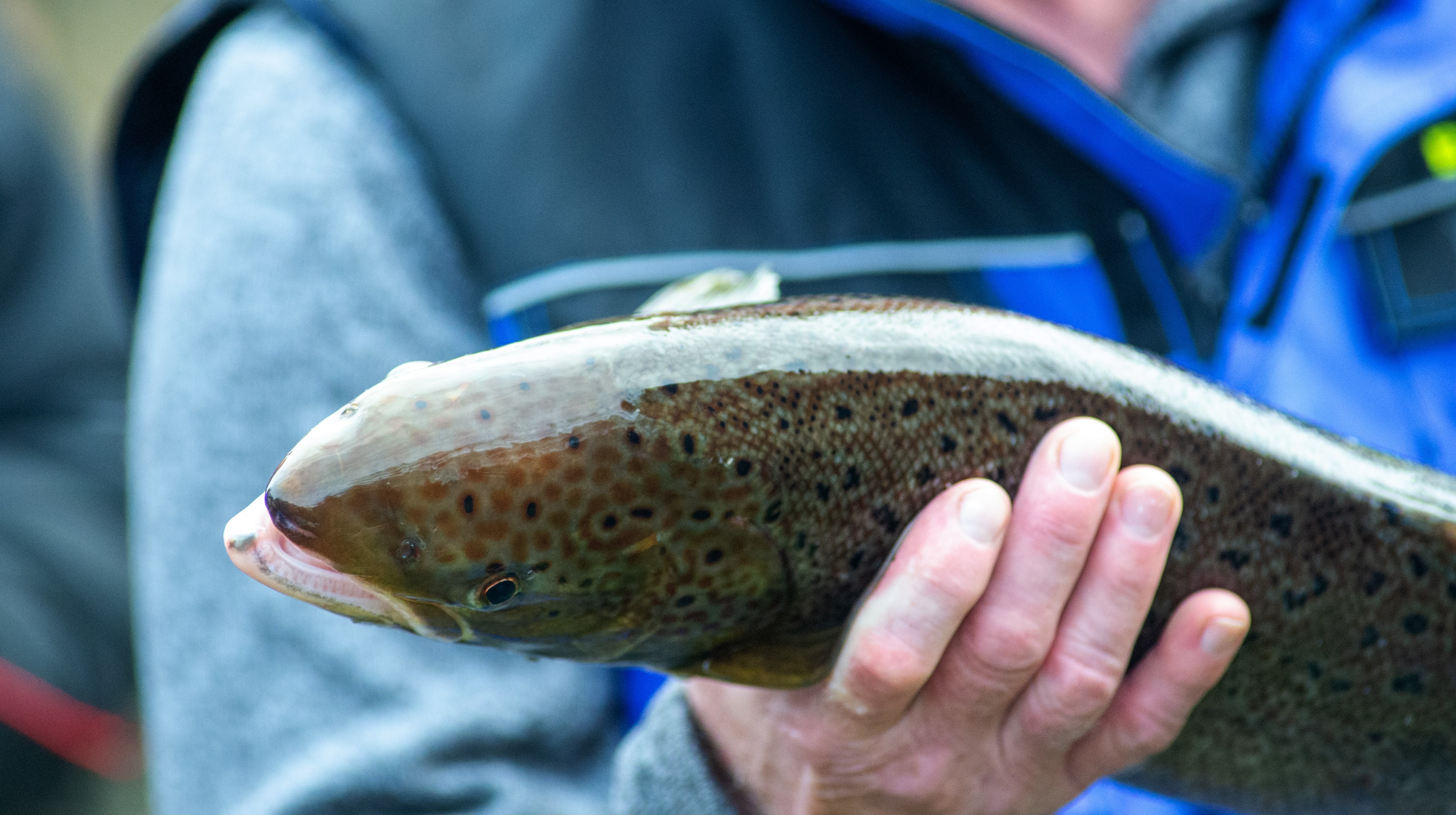 End of groundbreaking project could see Salmon return to River Don for first time in 200 years