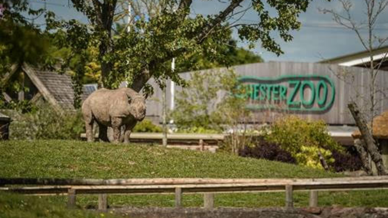 Chester Zoo warns the pandemic has left it 