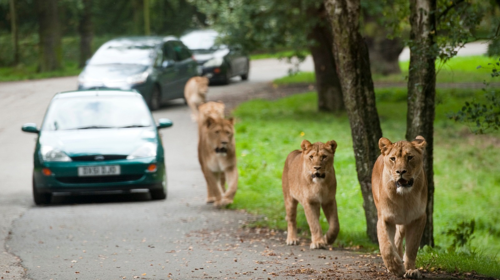 is knowsley safari park safe
