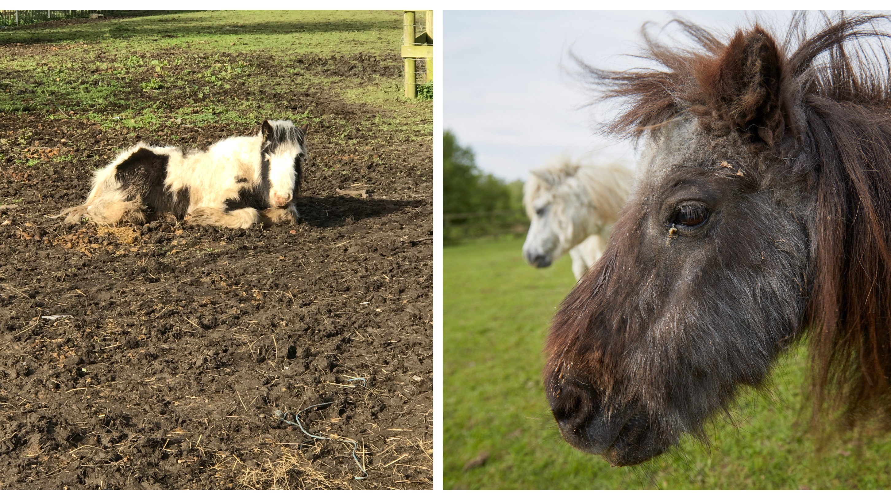 'The Worst Is Yet To Come': RSPCA Fears Second Wave Of Equine Crisis As ...