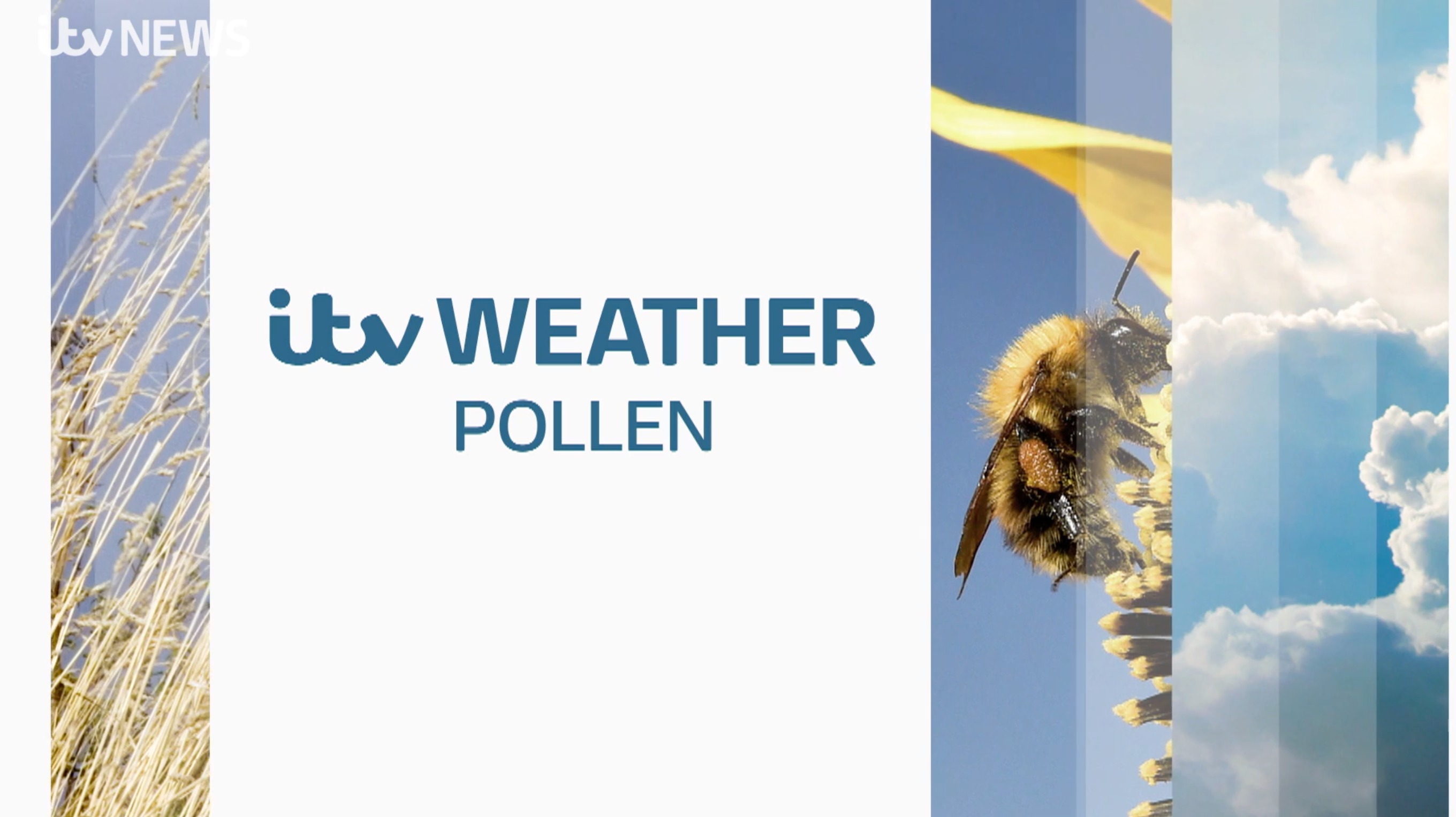 Pollen Count Today Atlanta - wgfeitq