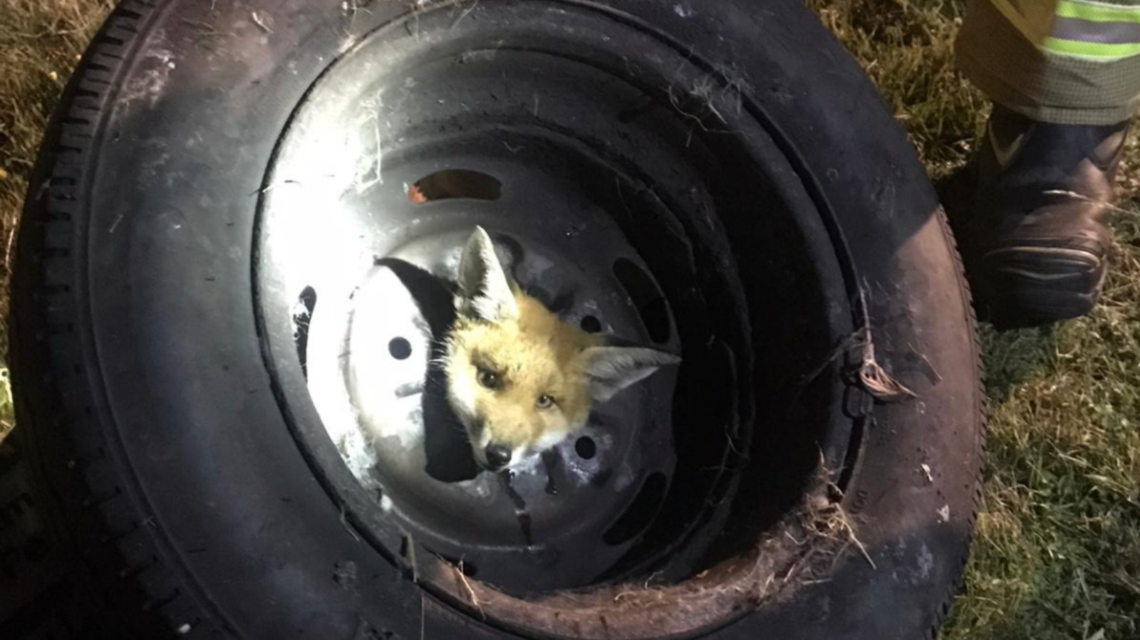 Firefighters rescue fox that got its head stuck in a wheel | ITV News ...