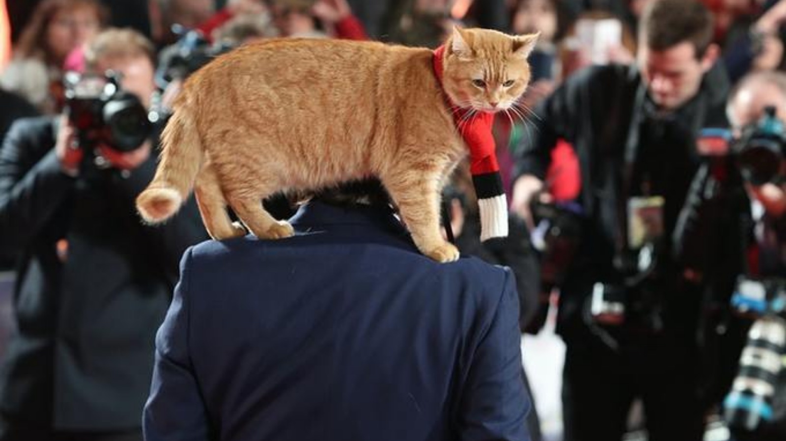 Street cat named Bob made famous in bestselling book dies at 14 | London |  ITV News