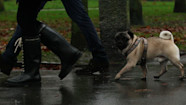 More And More Dogs Are Caught In The Crossfire Of Their Owners Divorce 