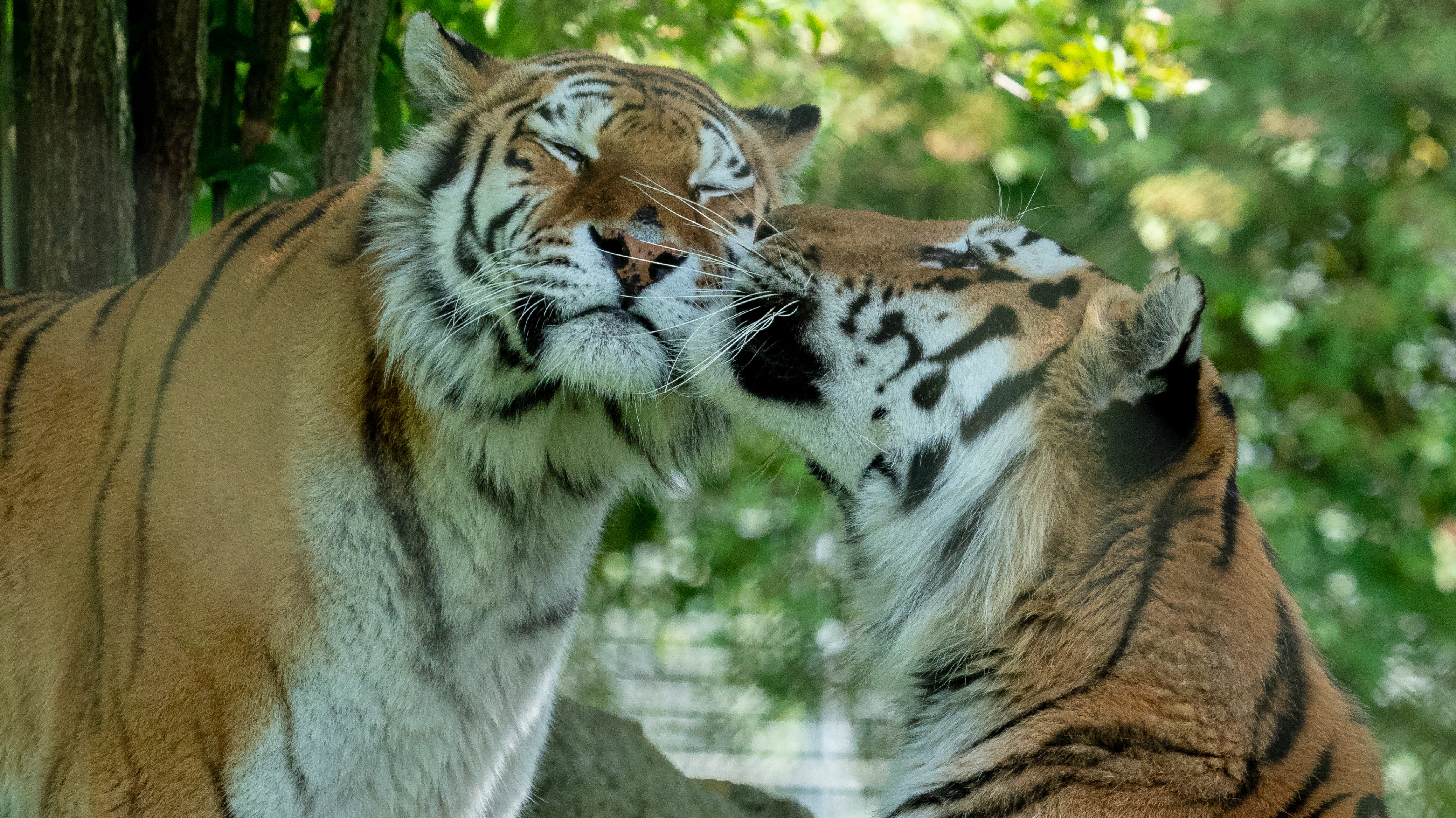 marwell-zoo-in-hampshire-to-reopen-next-week-itv-news-meridian