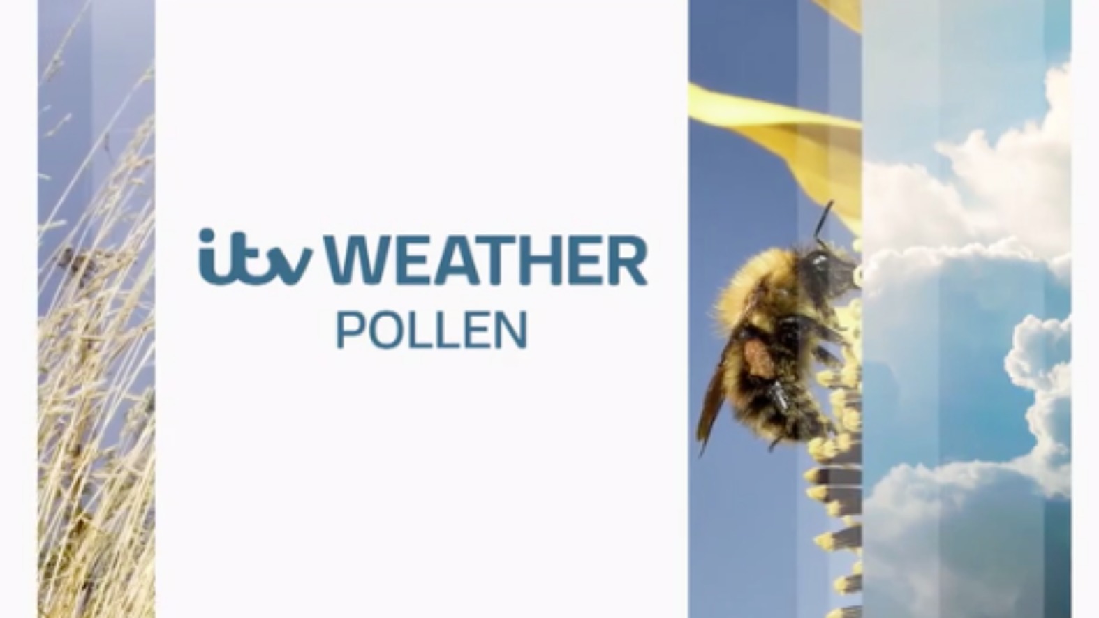 Your London Pollen Forecast ITV News London