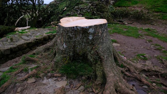 NCJM_Sycamore_Gap_tree_04.jpeg