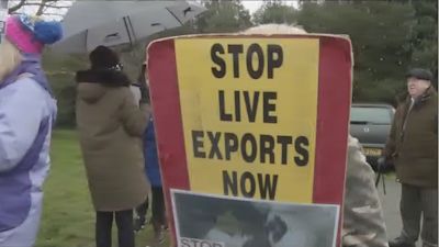 Live exports