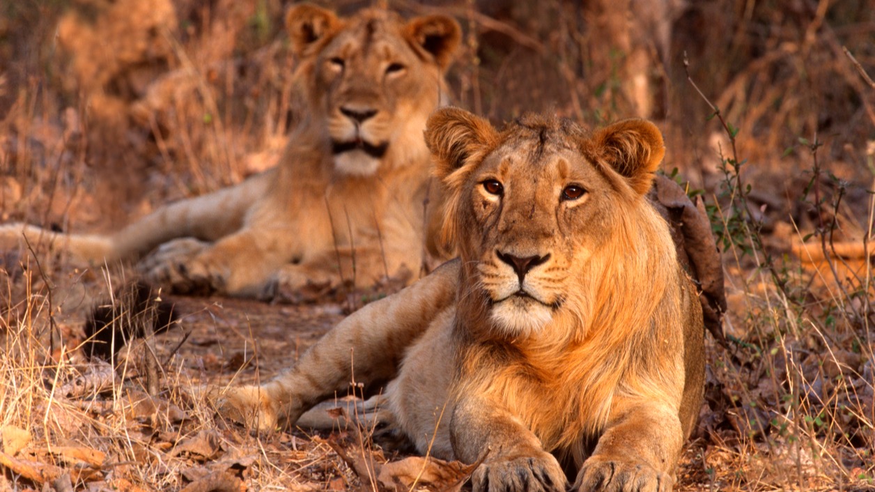 Denmark zoo asks for unwanted family pets to feed its animals
