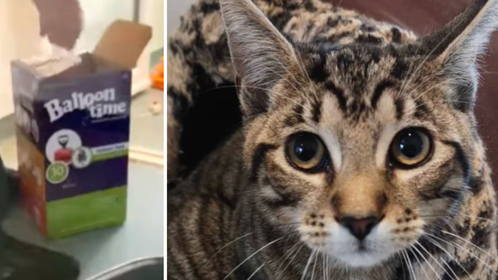 Kitten abandoned on Devon roadside taped inside tiny box | ITV News ...