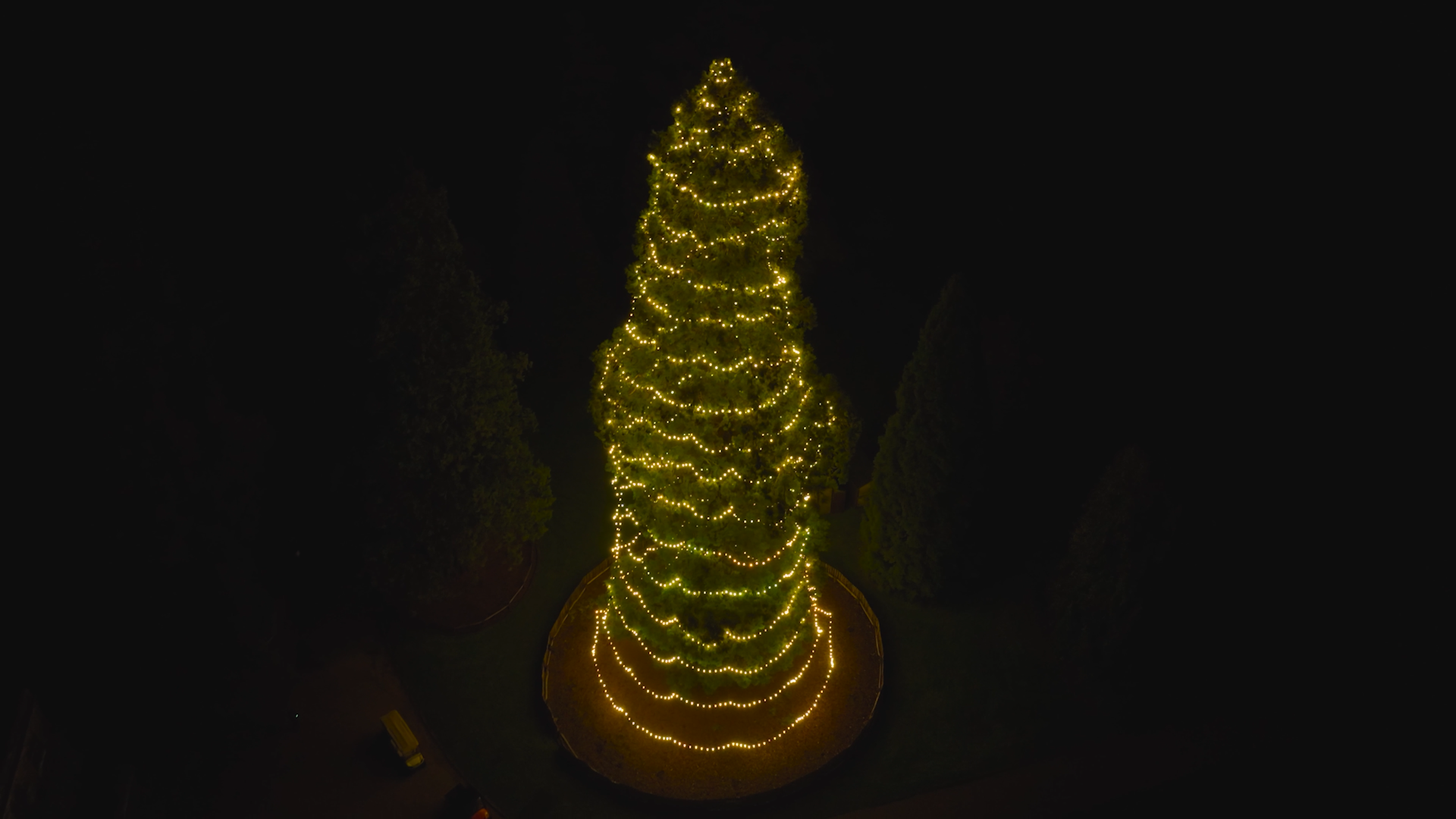 Tallest Christmas Tree