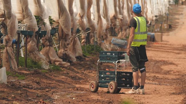A man working in a seasonal picking job.