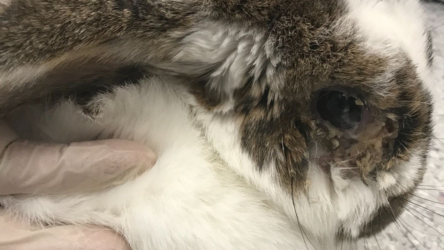 RSPCA appeal after rabbit abandoned in West Yorkshire park | ITV News ...