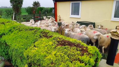 Hedging their bets: the sheep sought safety in a garden