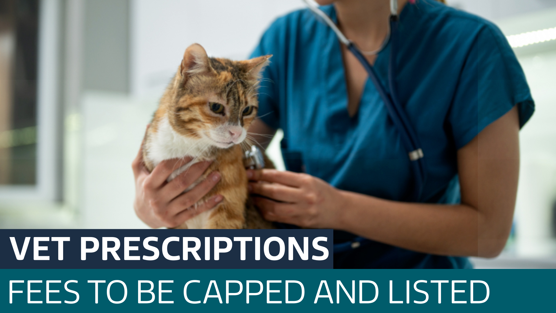 Vet prescription fees to be capped at £21 to boost competition and drive down prices - Latest From ITV News