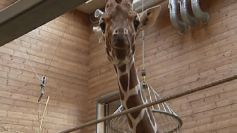 UK zoo offers to rehome giraffe facing death in Copenhagen | ITV News