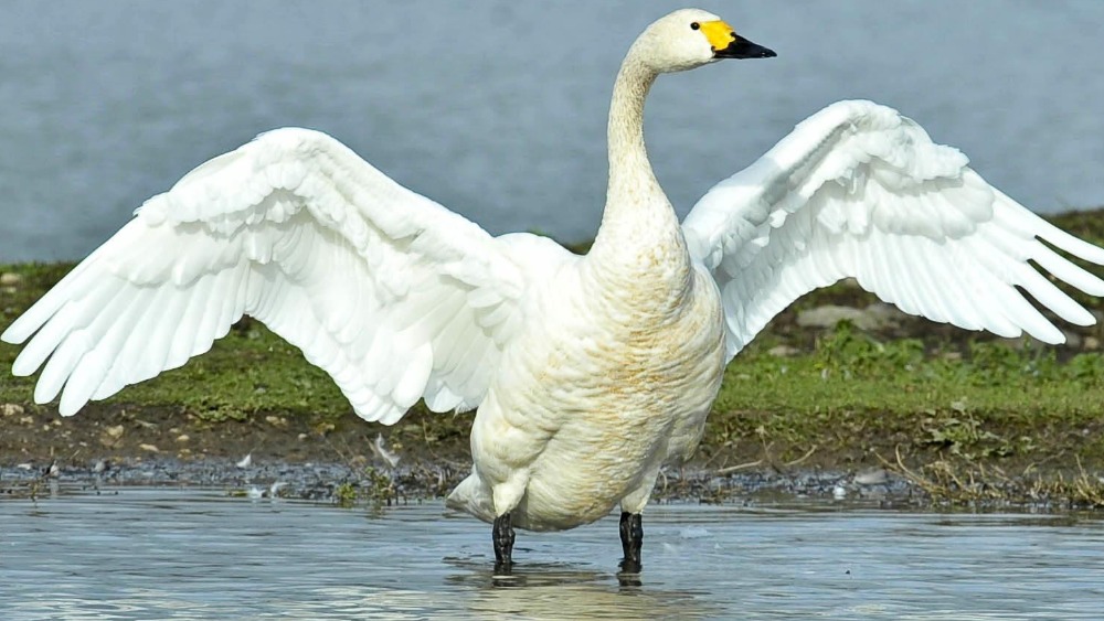 Slimbridge swans star in fifty year long study | ITV News West Country