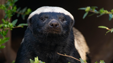 Shenton Safaris: Honey badger, a ruthless opponent