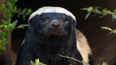 First ever European-born honey badger leaves Kent for new home in South  African wild